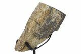 Fossil Sauropod Rib Bone Section w/ Metal Stand - Colorado #304852-3